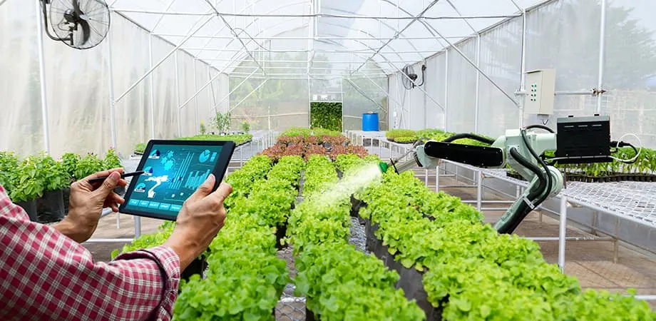 Inside Pure Harvest Smart Farms Kale Innovation Story