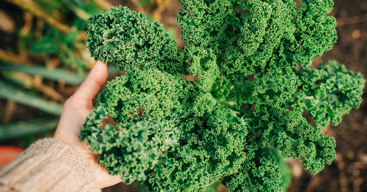 Benefits of Kale from Keen Farms
