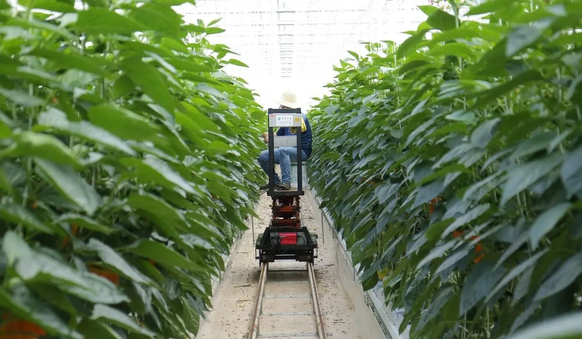 Pure Harvest Smart Farms Kale